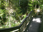 Sinkhole Boardwalk