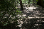 Sinkhole Covered by the Shadows of Trees and Vines