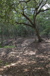 Sinkhole Rim at Chinsegut WEA