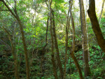 Sinkhole Vegetation