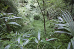 Sinkhole with Dense Vegetation at the Kanapaha Botanical Gardens