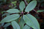 "Sir Charles Lemon" Rhododendron Leaves