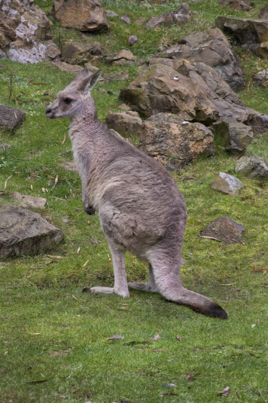 Standing Kangaroo at the San Francisco Zoo