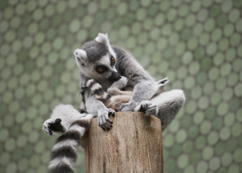Sitting Lemurs