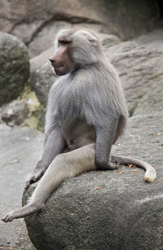 Sitting Primate