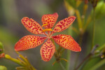 Six Spotted Blackberry Lily Petals