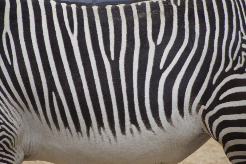 Skin of a Grevy's Zebra (Equus greyvi)