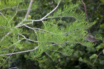 Skinny Bald Cypress Leaves Pointing Upward