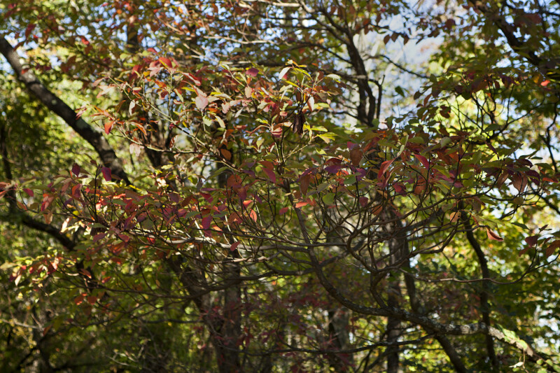 Skinny Sassafras Branches with Red and Green Leaves