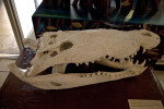 Skull of an American Crocodile on Display at the Flamingo Visitor Center of Everglades National Park