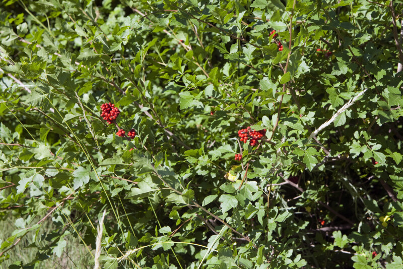 Skunkbush Sumac Berries