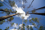 Sky through Slash Pines