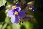 Sky Vine at Butterfly World