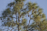 Slash Pine Tree Top