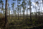 Slash Pine Trunks