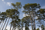 Slash Pines Against Light Blue Sky