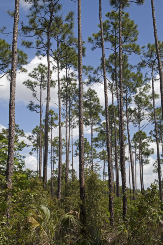 Slash Pines Amongst Shrubs at Long Pine Key of Everglades National Park