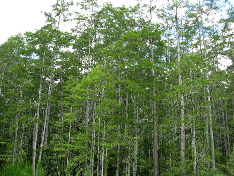 Slash Pines and Cypresses