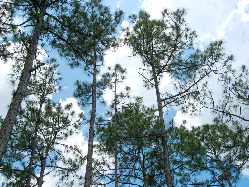 Slash Pines and Sky
