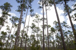 Slash Pines at Long Pine Key of Everglades National Park