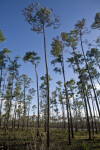 Slash Pines at Long Pine Key