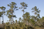 Slash Pines in a Field at the Big Cypress National Preserve