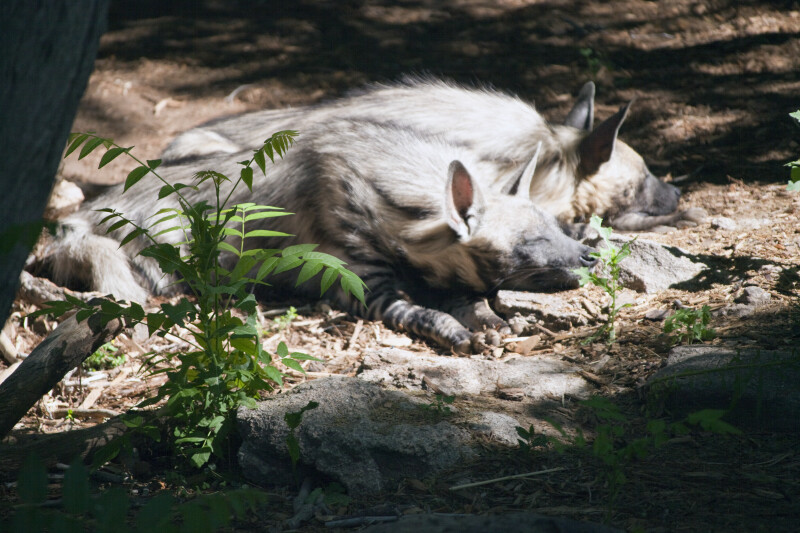 Sleeping Hyenas