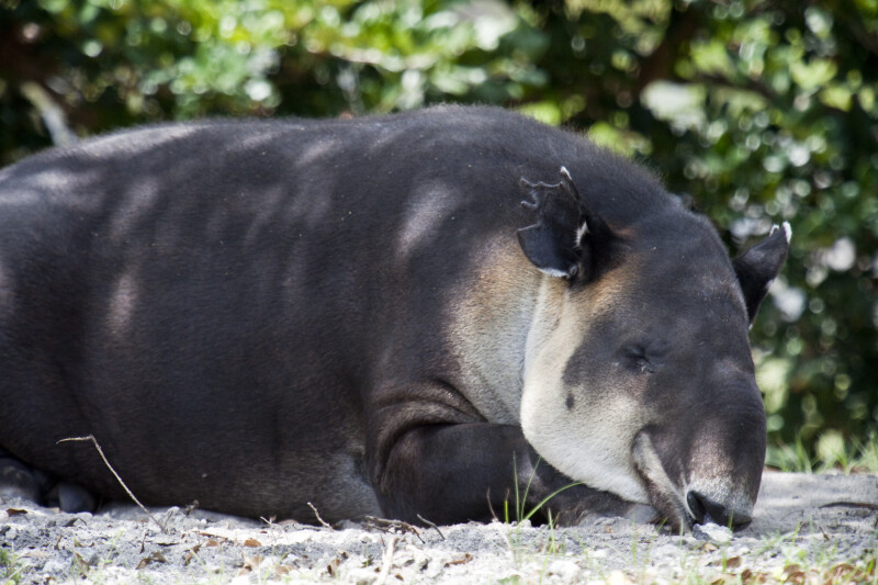Sleeping Tapir
