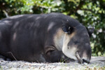 Sleeping Tapir