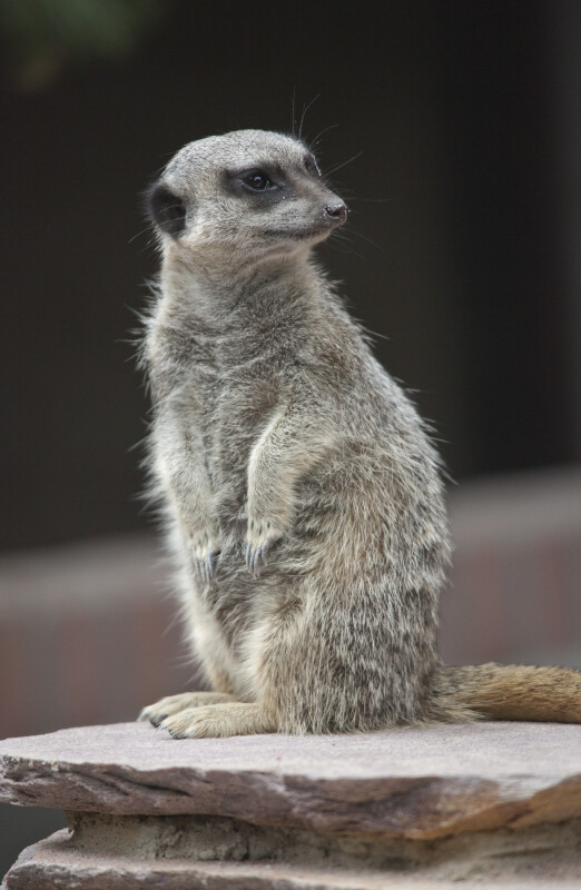 Slender-Tailed Meerkat on Sentry Duty at the Artis Royal Zoo