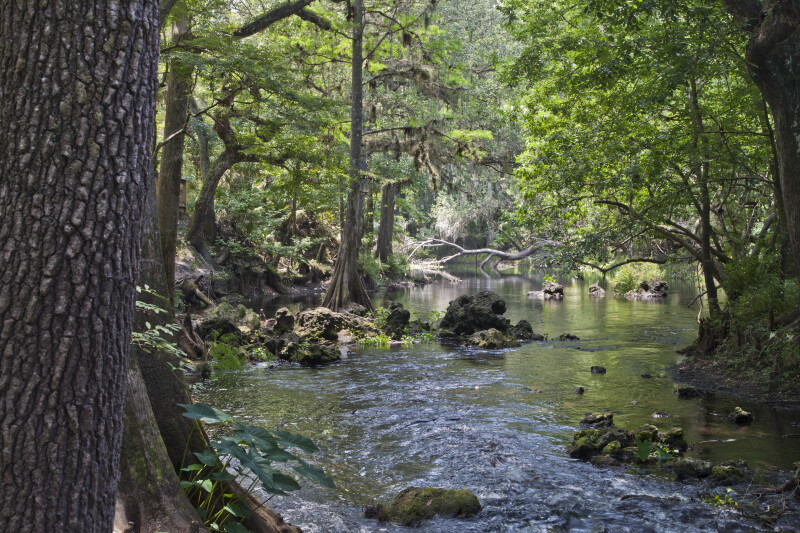 Slight Rapids on the Hillsborough River at Hillsborough River State Park