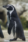 Slightly Hunched Penguin