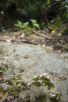 Small Amount of Moss Growing in Crevices of Rock