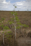 Small Bald Cypress Trees