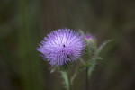 Small, Black Bug in Center of a Thistle's Flower