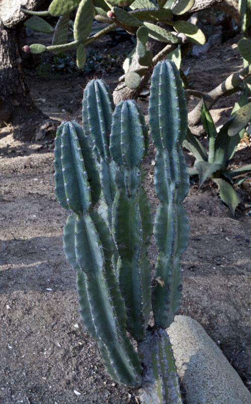 Small Cactus Growing in Black Soil at the Rancho Los Alamitos Historic Ranch and Gardens