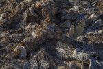 Small Cactus Paddles Growing out of Rotted Desert Plants