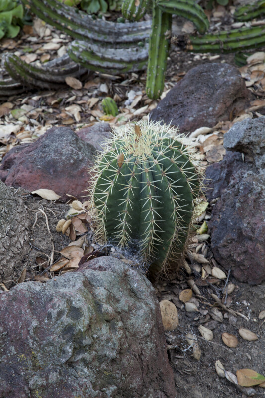 Small Cactus Studded with Thorns Growing Amongst Rocks at the Rancho Los Alamitos Historic Ranch and Gardens