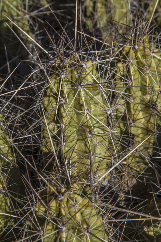 Small Cactus with Many Spines