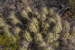 Small Cactus with Multiple, Long Thorns