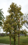 Small Camphor Tree at Martha McLean – Anza Narrows Park