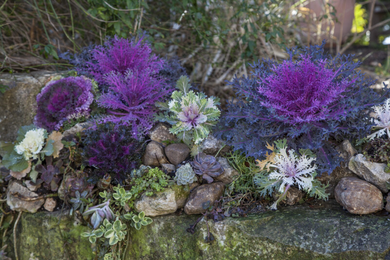 Small Colorful Plants and Rocks