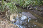 Small Creek at Oscar Scherer