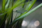 Small Fish Hiding in Grass