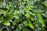 Small, Glossy Creeping Fig Leaves at the Kanapaha Botanical Gardens