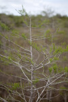 Small Leaves and Skinny Branches of a Bald Cypress
