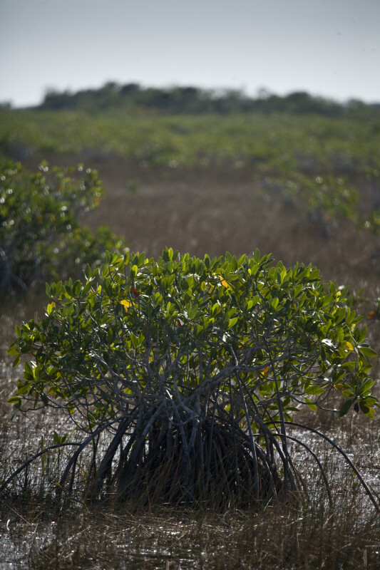 Small Mangrove Close-Up