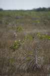 Small Mangrove in Sawgrass Close-Up