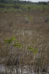 Small Mangrove in Shallow Water