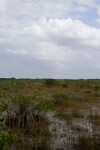 Small Mangrove